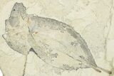 Miocene Fossil Leaf Plate - Augsburg, Germany #254147-1